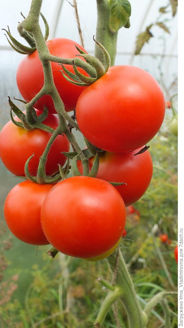 томат Форте Маре