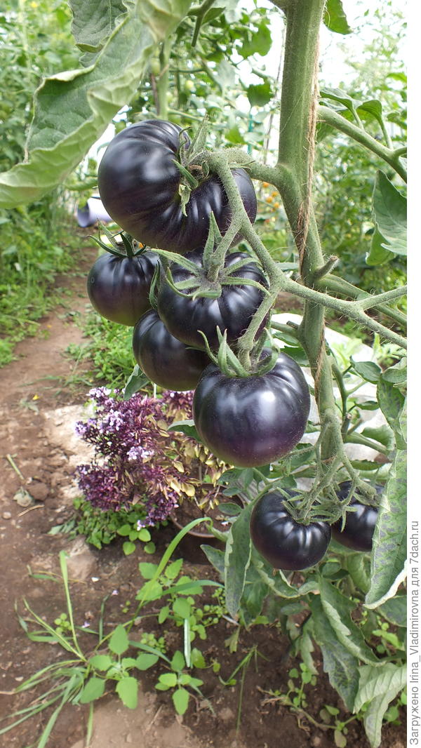 томат Блэк бьюти