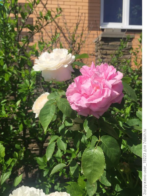 Вот она же скоро осыпется.