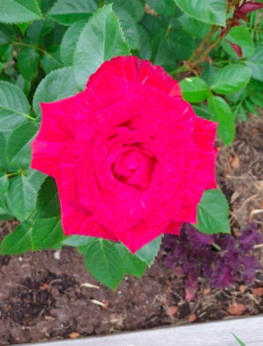 роза ред интуишен