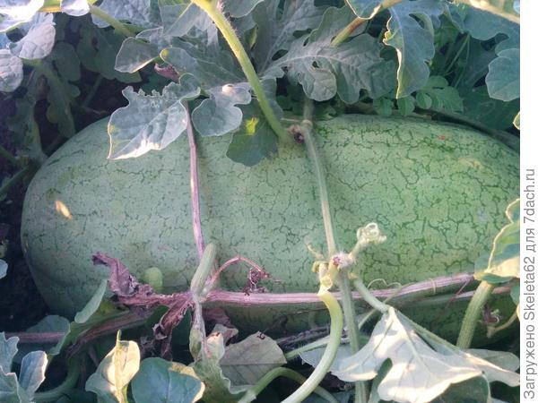 Медовый гигант