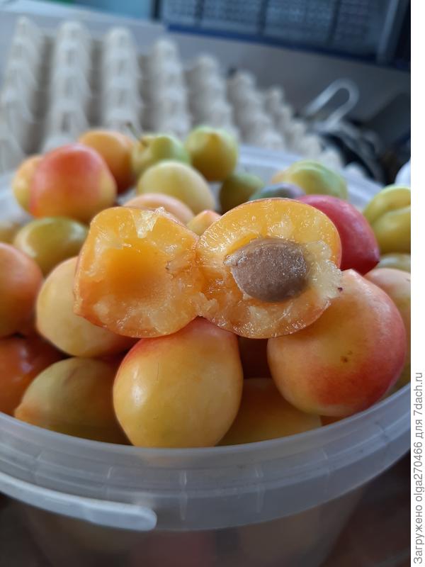 Очень сочная.  Возле кожицы чуть кисловатая, мякоть сладкая. Присутствует вкус манго.