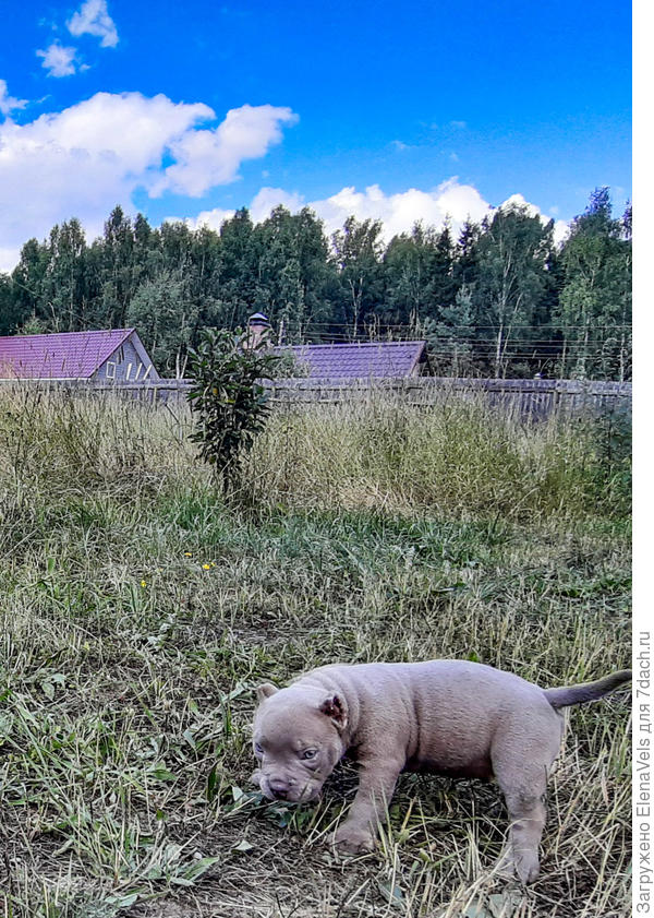 Первопроходец дачной земли