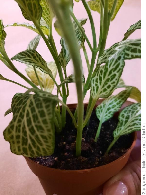 Фиттония Белая