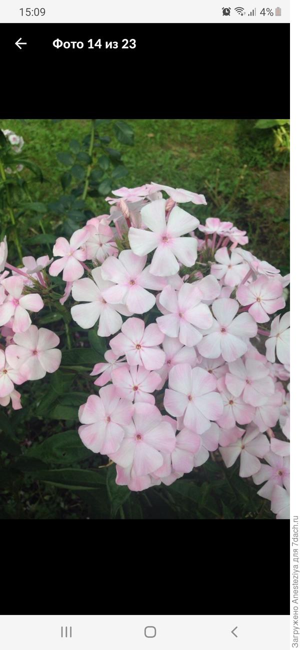 Цвет яблони