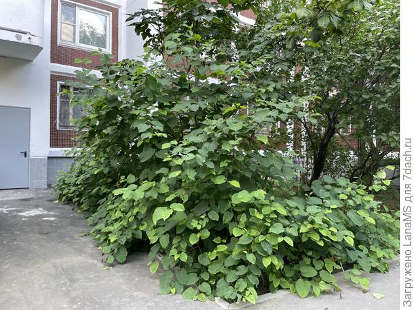 Фото июльское