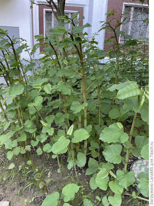 Фото майское. Активный рост растения