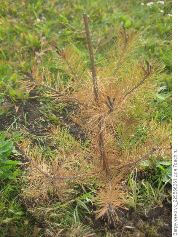 вот такая моя елочка