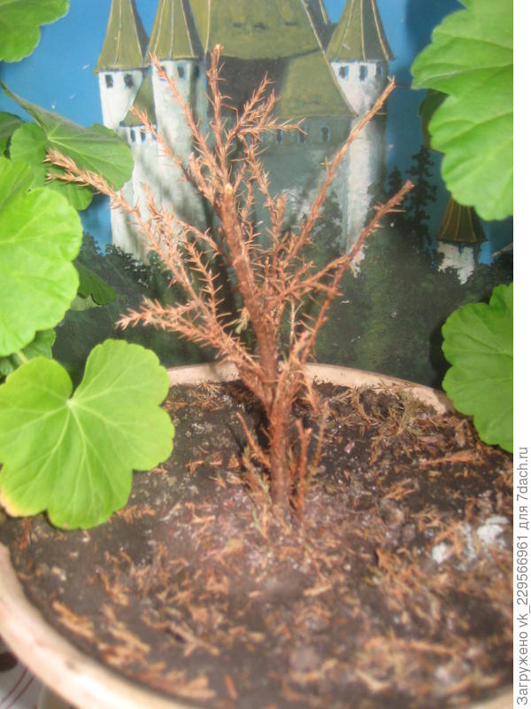 я не знаю что делать вырастит или нет что сней случилась не знаю