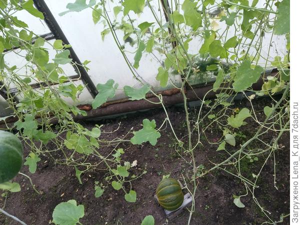 Вот так росли