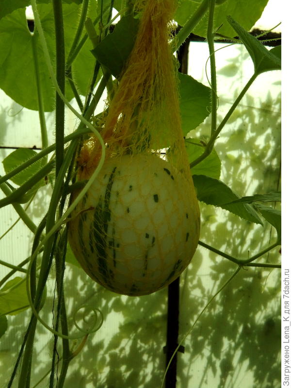 белая дыня (сорт не знаю).