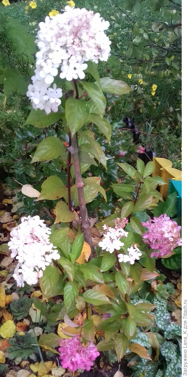 гортензия