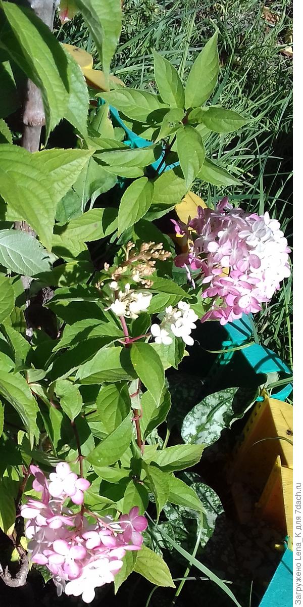 гортензия