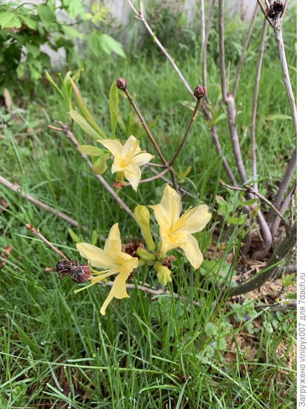 Лимон Лайтс