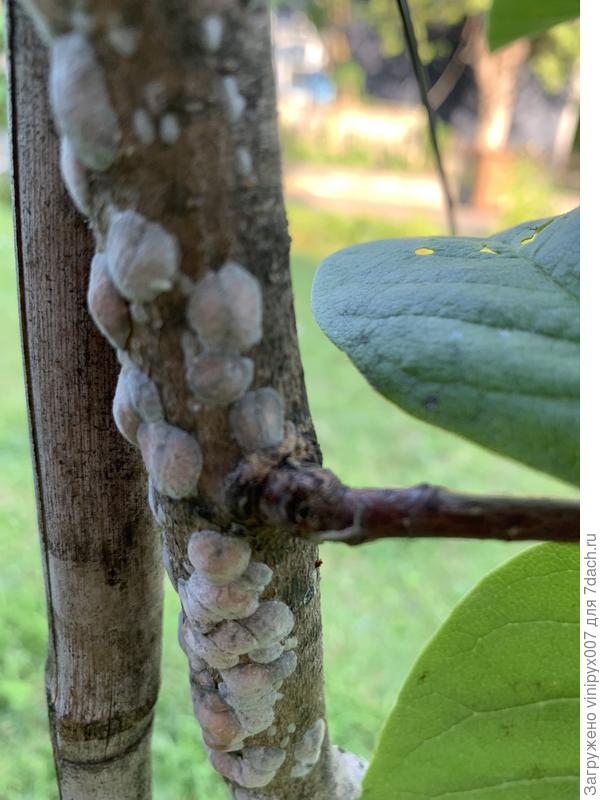 Пятна белые, только с одной стороны ствола и веток.