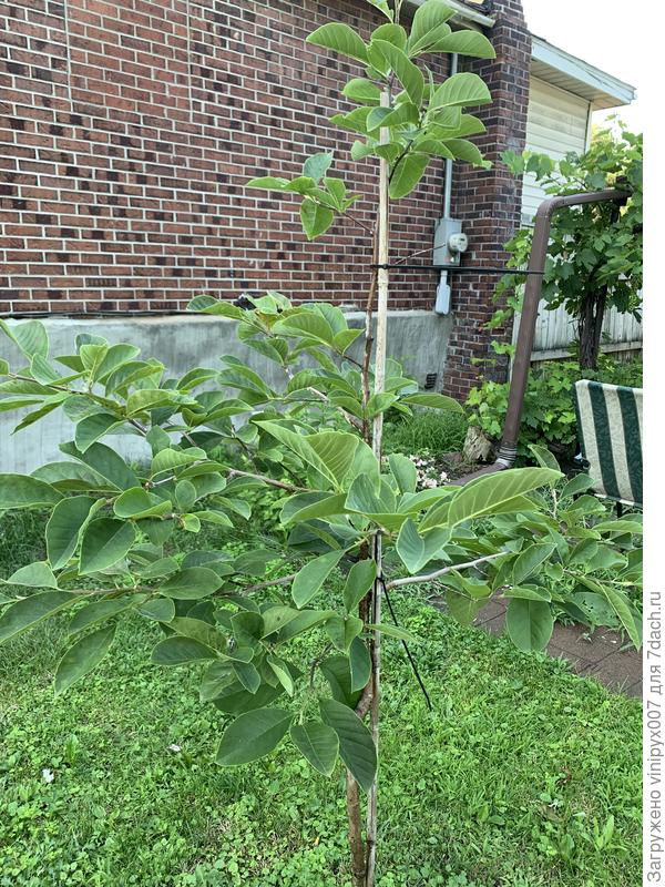 Вот такая моя магнолия.