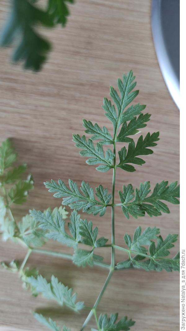 Высота растения уже около 30 см.