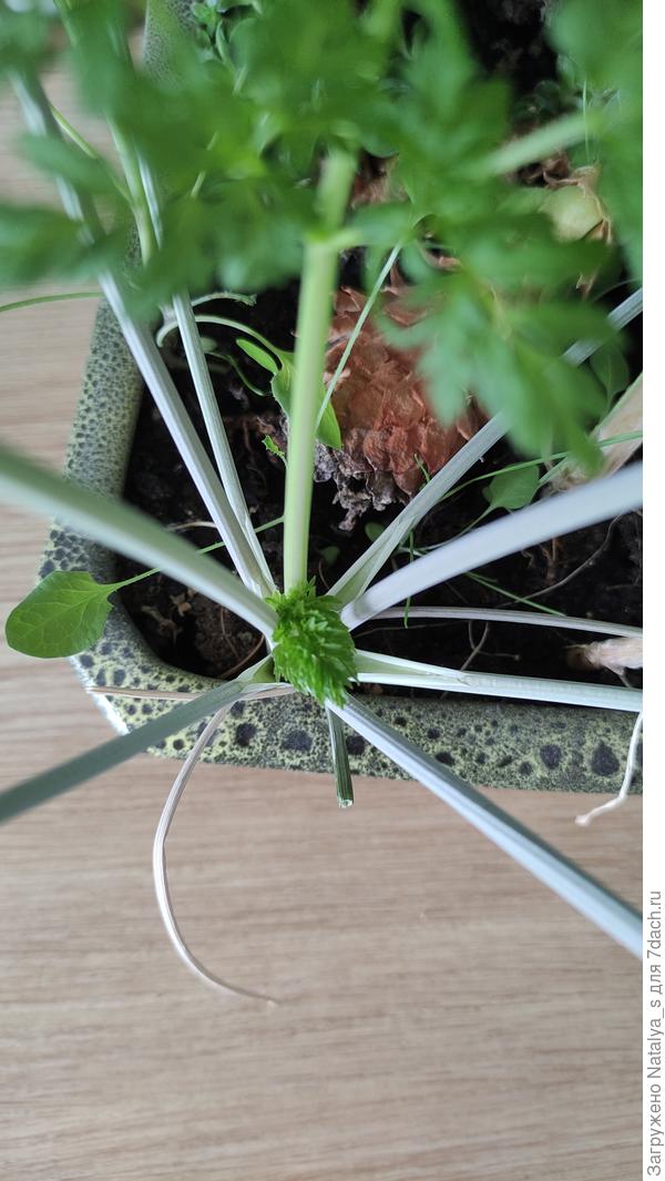 Новосибирская область