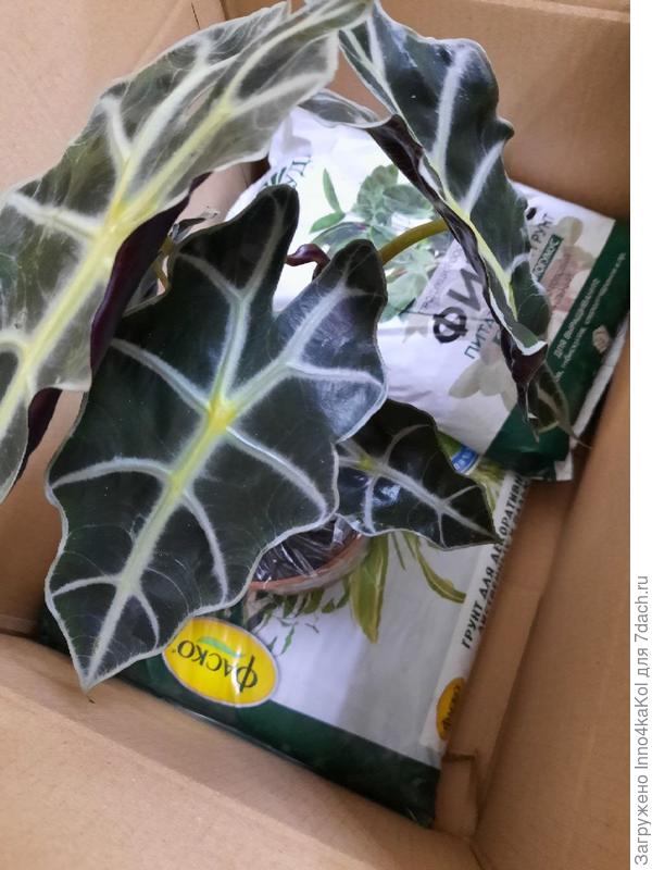 Алоказия поли