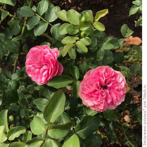 без названия