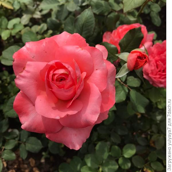 без названия