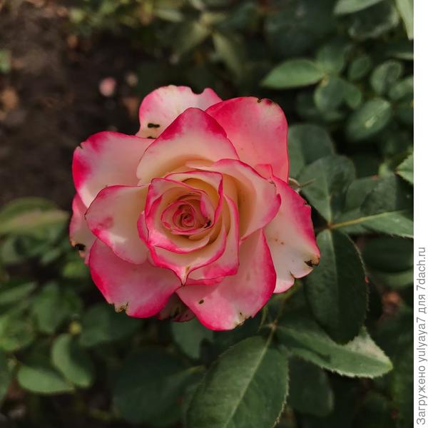 без названия