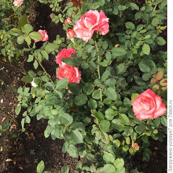 без названия