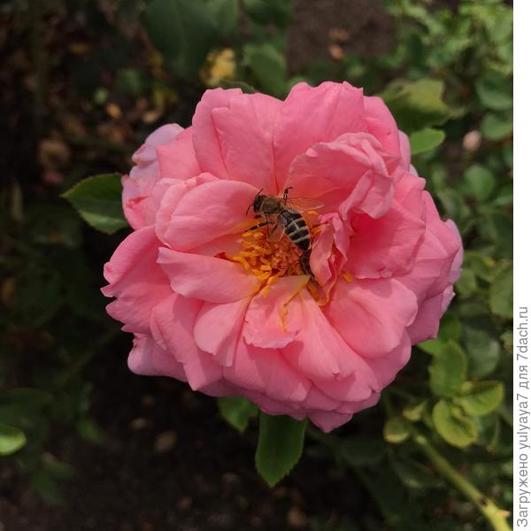 без названия