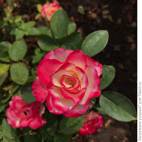 без названия