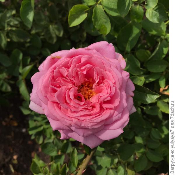 без названия