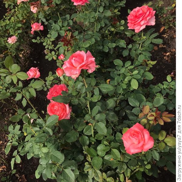 без названия