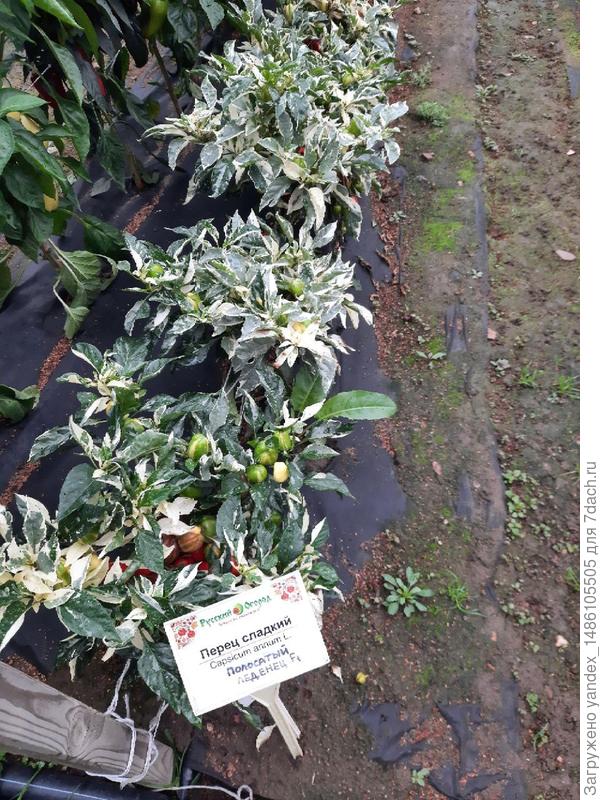 садовый центр