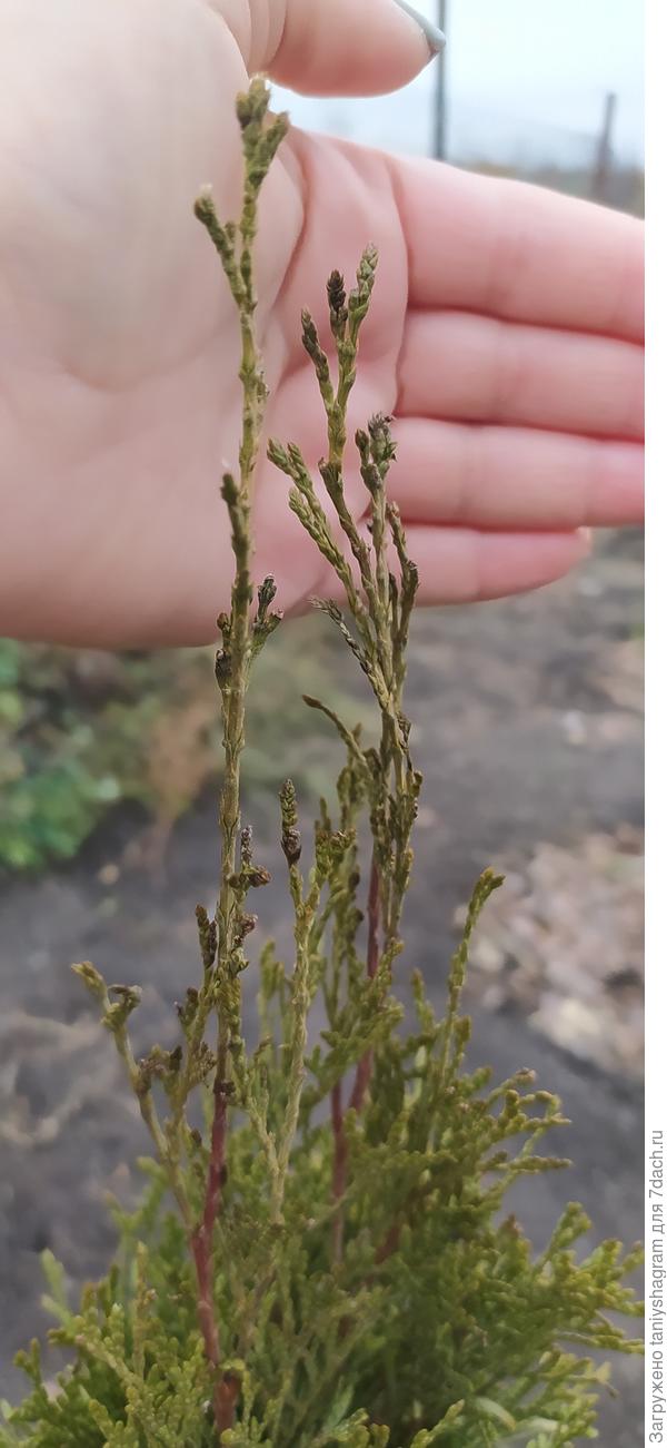 Игорь, про зрение - не знаю)). Ну при посадке было все ярко зеленое, а сейчас вот так...(((