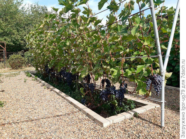 Ну что то наподобие такого, только у меня просто земля вместо щебенки. И земля преиодически топчется и заростает разными сорняками.