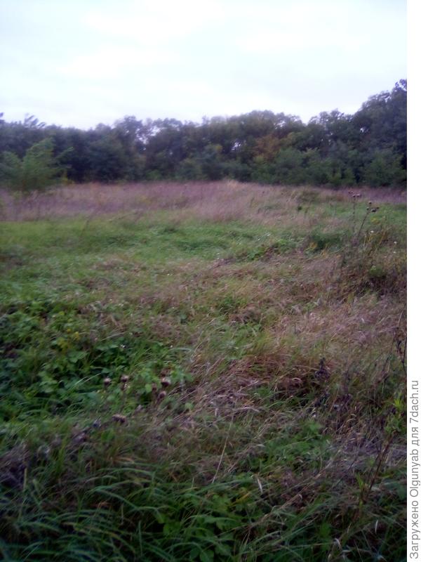 Огород 30соток большую часть планирую засадить садом.здесь же посадить Алину клюбнику и другие ягоды, виноград