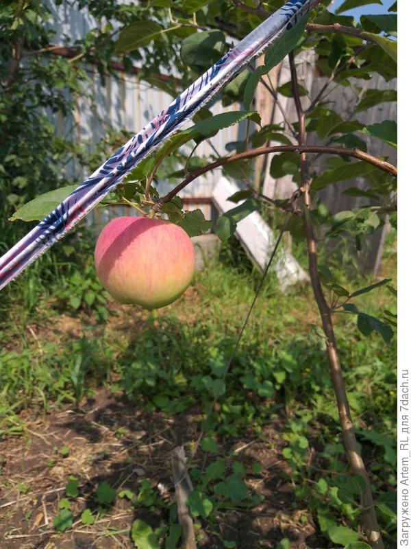 Третью яблоню продали как Серебряное копытце. В этом году дало 3 "сигнальных плода". Дети нам оставили одно.) Положили его на хранение, в конце сентября стал крахмальным и сладким.