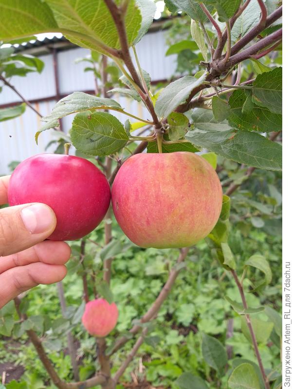 Сравнение с Ред Мелбой.  фото 22 августа.