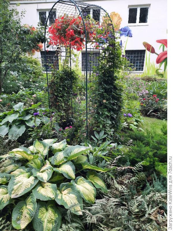 арка, хоста