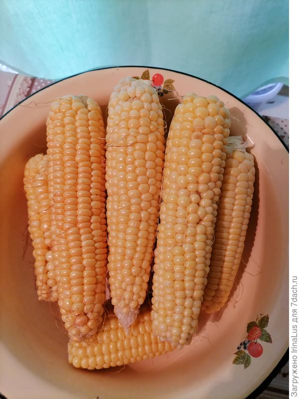 Созревшие початки кукурузы