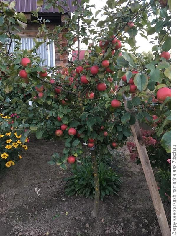 яблоня