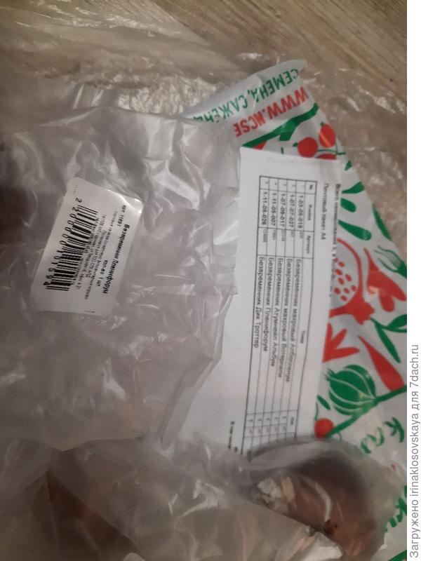 безвременники