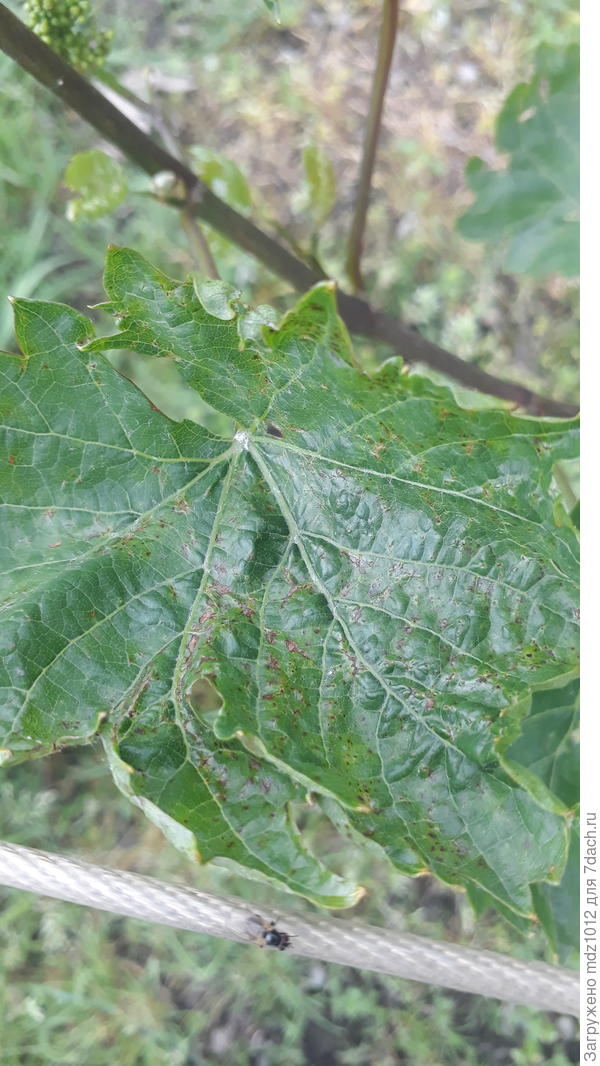 Чем болеет виноград?