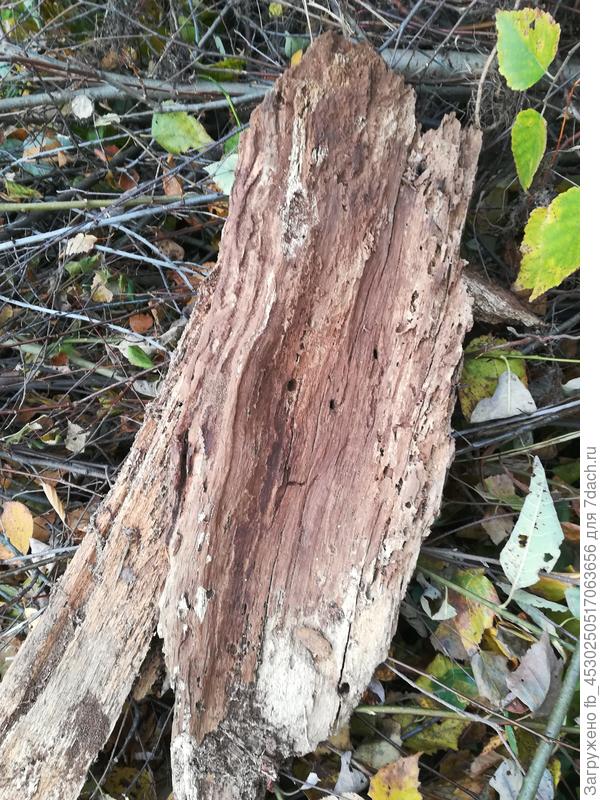 Это прикрывало дупло левого ствола