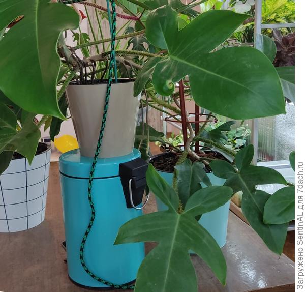 Вот такая система укоренения