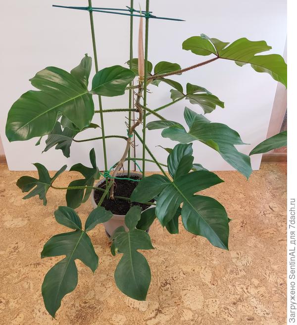 Вот такая детка стала через несколько месяцев после отделения от мамы