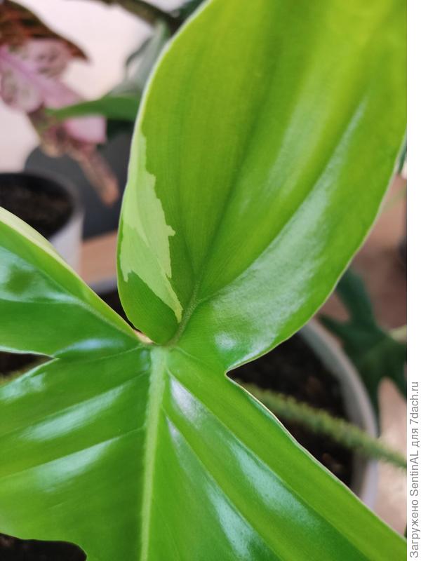 Не чудо ли?!