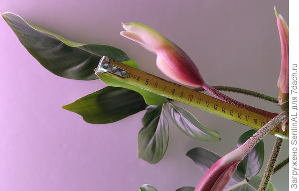 Пик цветения