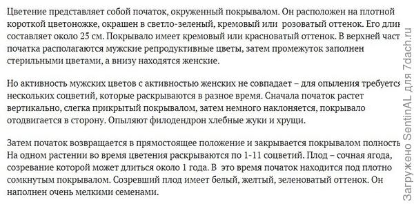 Про цветение филодендронов