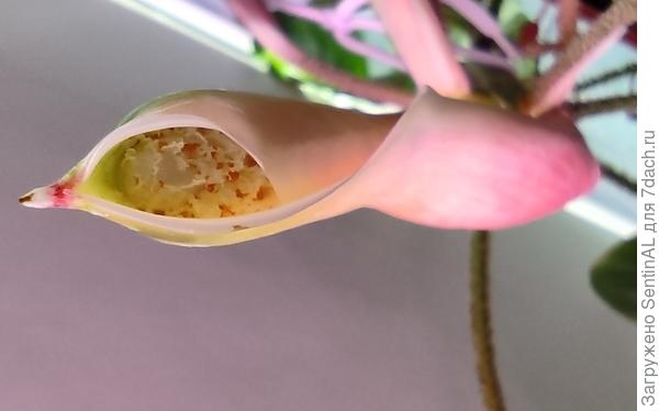 Цветок перед закрытием