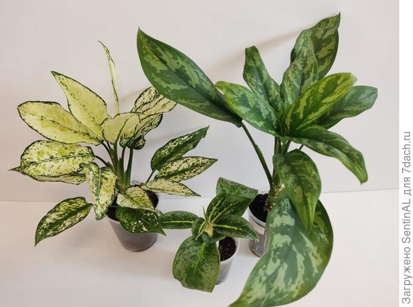 Красота в зеленых оттенках